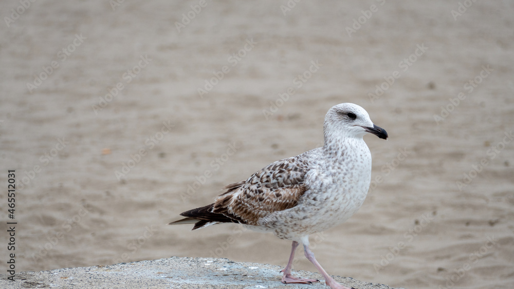 seagull on the beach seagull on the beach