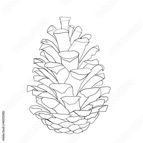 Pine cone sketch hand drawing illustration. Isolated on white background