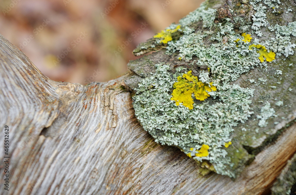 Yellow lichen on the bark of a tree. Tree trunk affected by lichen