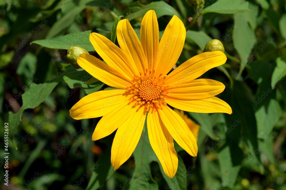tree marigold flower tree marigold flower