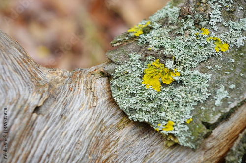 Yellow lichen on the bark of a tree. Tree trunk affected by lichen. Moss on a tree branch. Textured wood surface with lichens colony. Fungus ecosystem on trees bark. Common orange lichen. photo