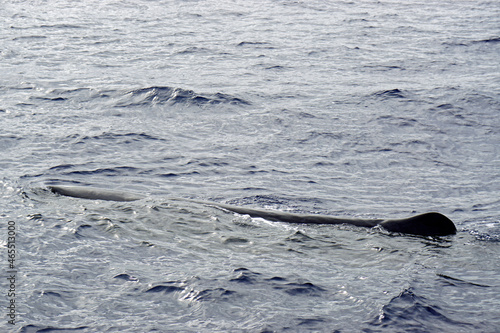 sperm whale in the atlantic ocean at the acores islands