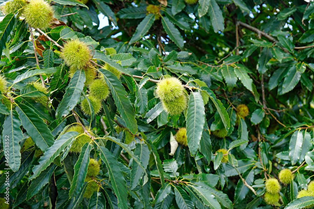 tea fields on the azores