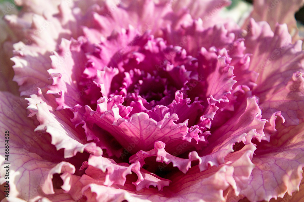 Obraz premium Decorative cabbage with purple leaves close-up. Photo, texture for background, design element, print.