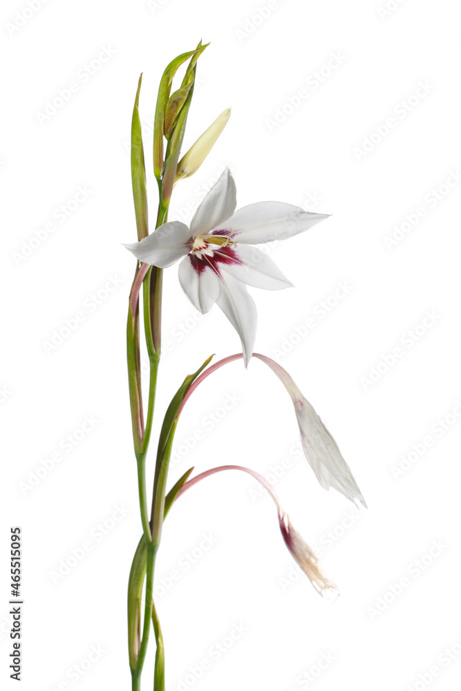 Elegant white gladiolus flower with burgundy center isolated on white background.