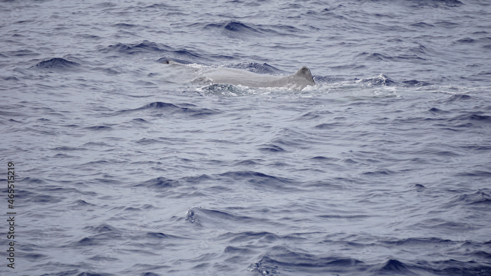 Obraz premium sperm whale in the atlantic ocean at the acores islands