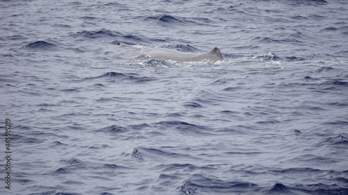 sperm whale in the atlantic ocean at the acores islands © chriss73