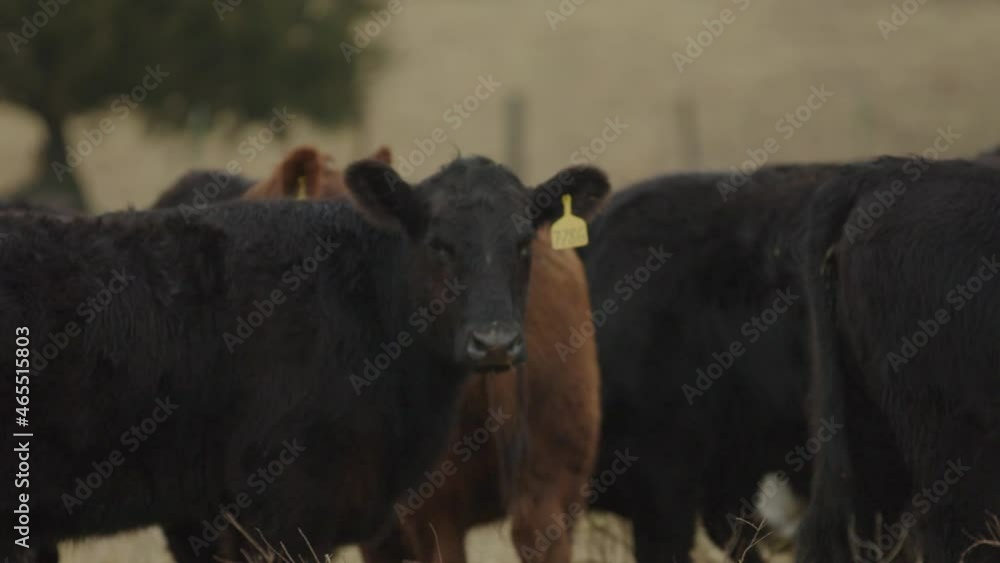 Slow motion close up driving past 3 heifer. cwos as they graze. One stares at the camera Slow motion close up driving past 3 heifer. cwos as they graze. One stares at the camera