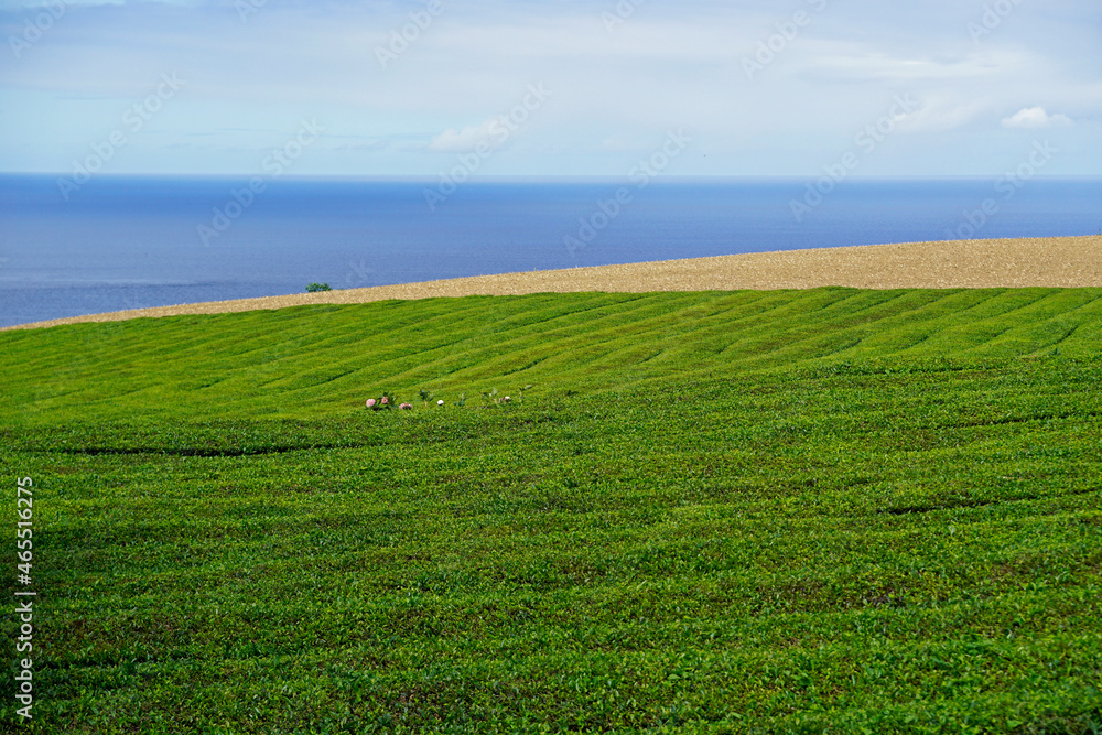 tea fields on the azores