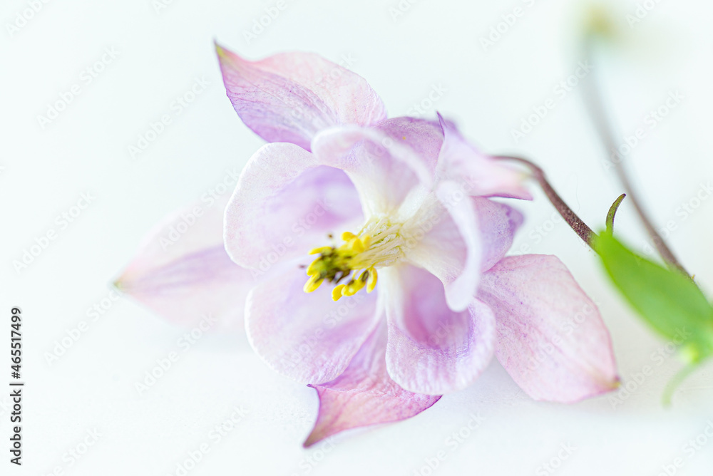 .aquilegia flower isolated on white background .aquilegia flower isolated on white background