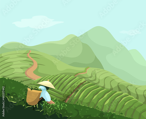 Chinese tea plantation, vector landscape of mountains, tea fields, man collects tea, colorful mountains