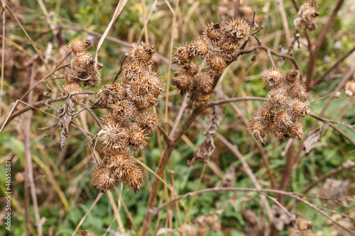 Dried greater burdock. Dry spines of greater burdock. Close-up