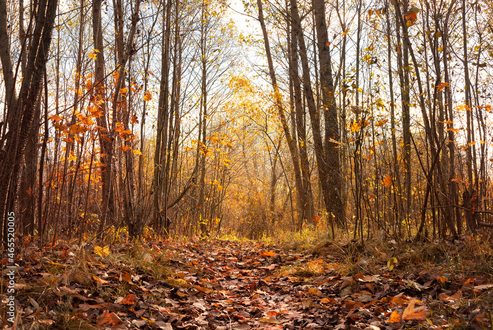 Fototapeta premium golden autumn background, path in the forest, forest in leaf fall season, autumn landscape,