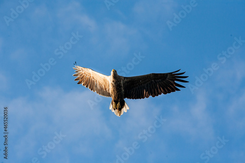 Adlerbeobachtungen w  hrend einer Adler Safari auf den Lofoten