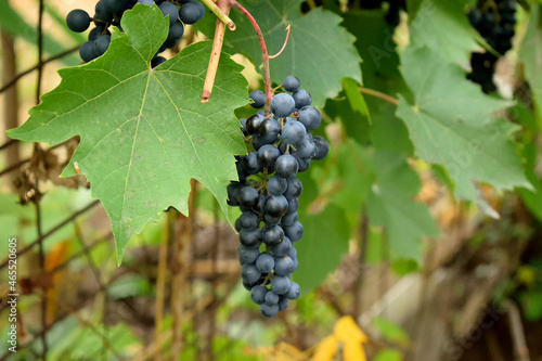 a bunch of black grapes on a bush, close-up