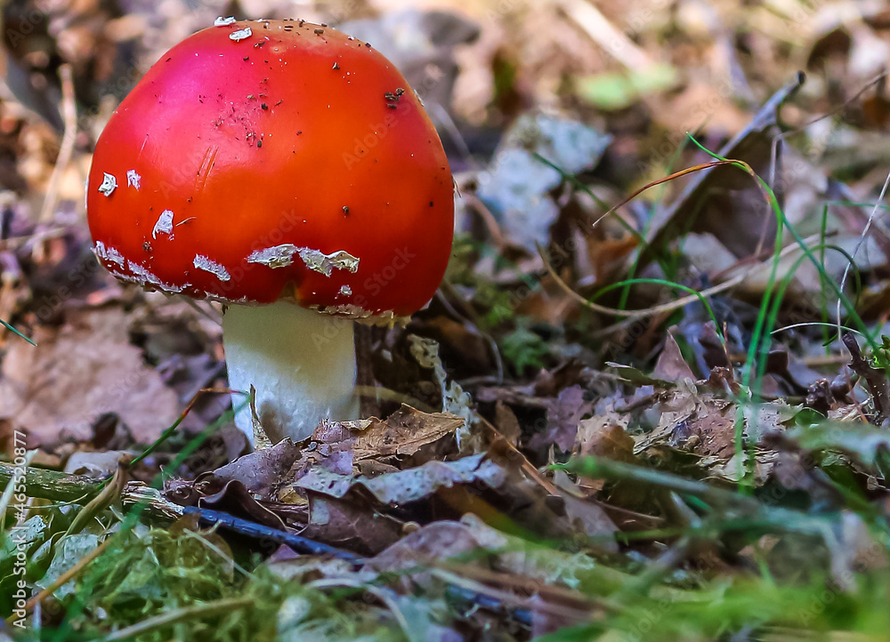 Close-up of poisonous toadstool mushroom growing on forest ground surrounded by moss and leaves Close-up of poisonous toadstool mushroom growing on forest ground surrounded by moss and leaves