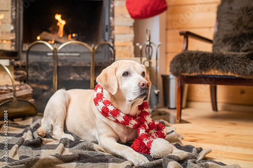 Golden Labrador Retriever in a Christmas scarf lies on a plaid in a wooden house near a burning fireplace