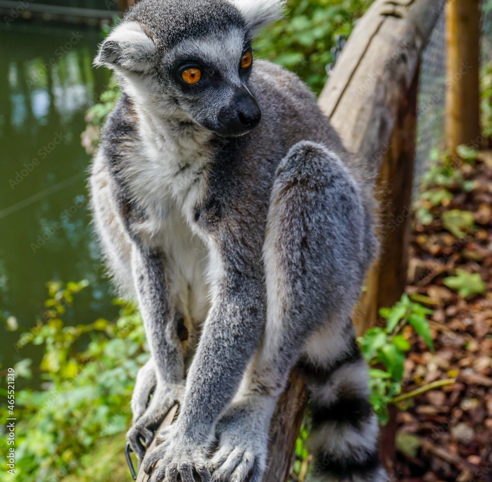Obraz premium The front picture made close by a beautiful and friendly ring-tailed lemur