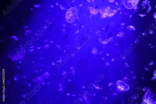 A lot of tiny jellyfishes swimming in the sea