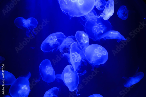 A lot of jellyfish swim in the deep blue