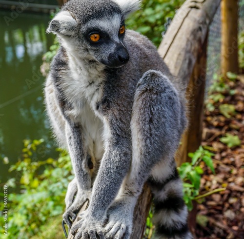 The front picture made close by a beautiful and friendly ring-tailed lemur