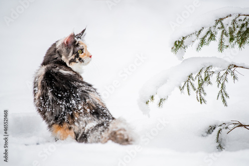 Maine Coon cat polychrome sits on the snow in forest in winte photo