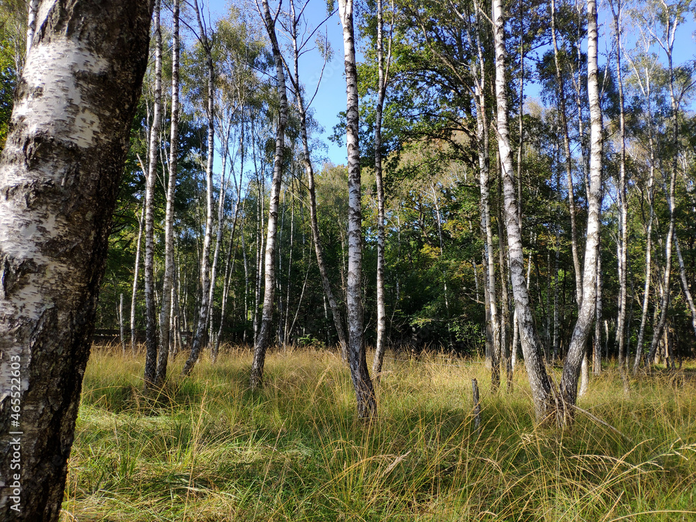 Obraz premium foret de bouleau