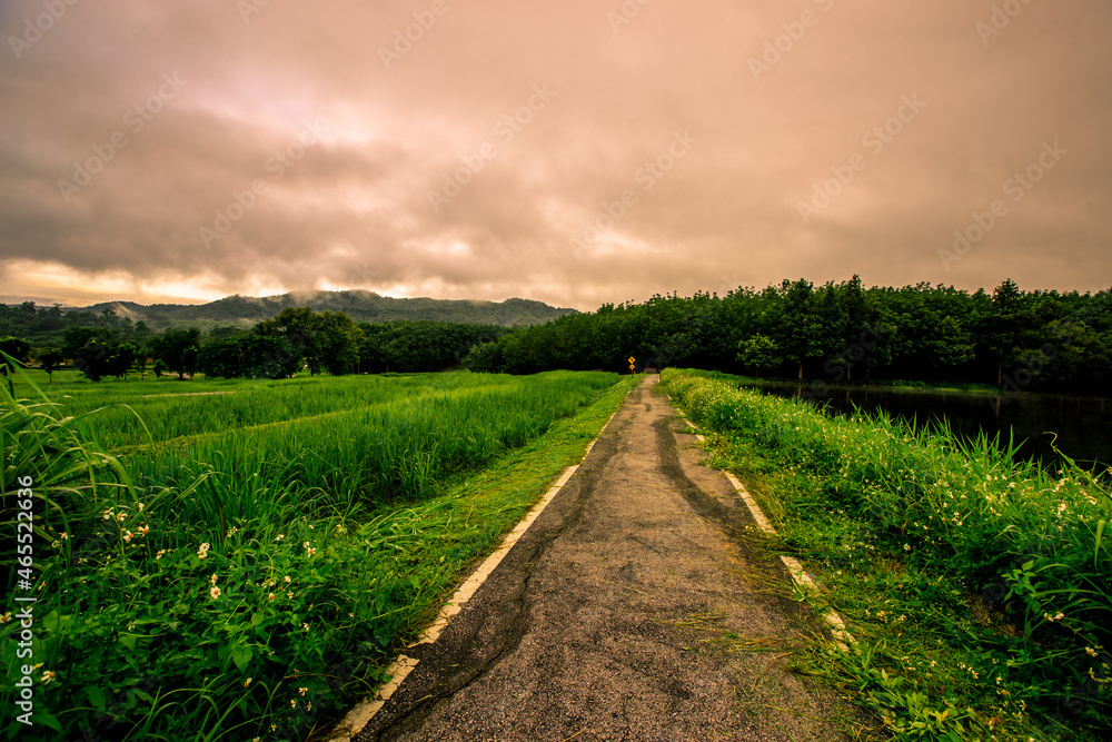 The close background of the green rice fields, the seedlings that are growing, are seen in rural areas as the main occupation of rice farmers who grow rice for sale or living.