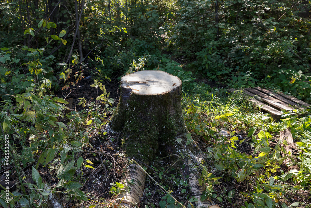 Aspen tree stump in the forest. Deforestation. Aspen tree stump in the forest. Deforestation.