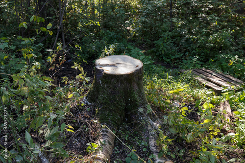Aspen tree stump in the forest. Deforestation.