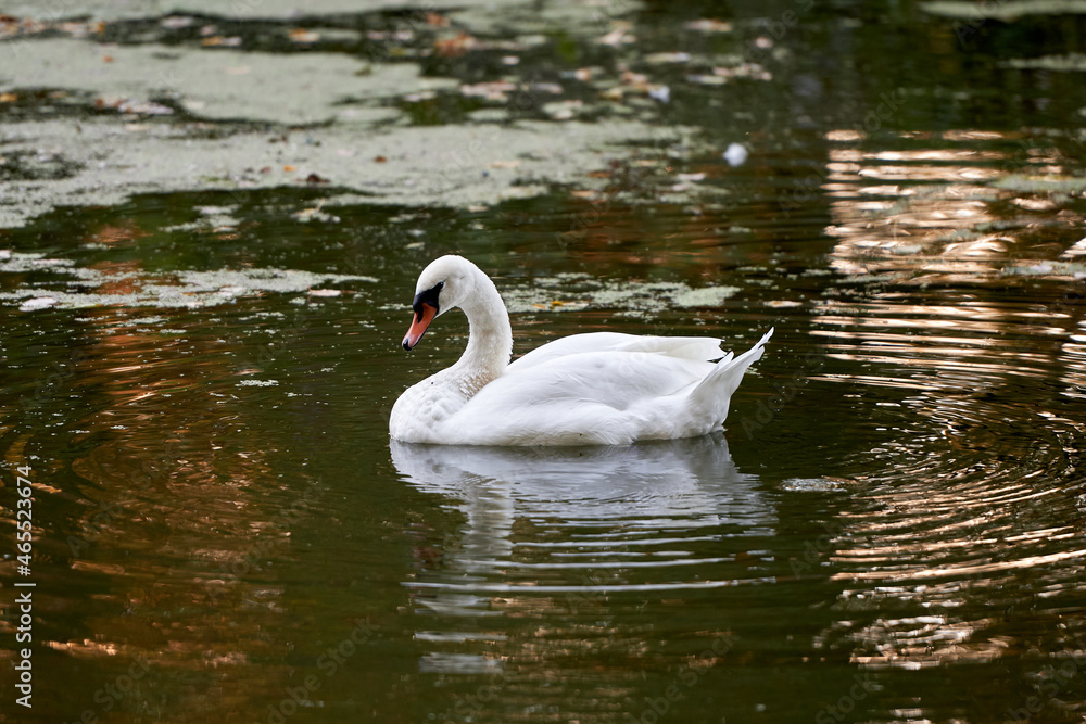 Fototapeta premium Single white swan on the lake, copy space. Swan bird outdoors. Goose