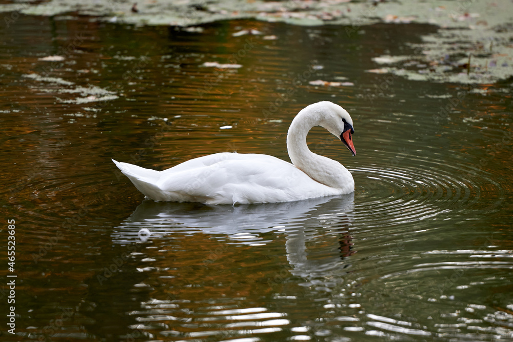 Single white swan on the lake, copy space. Swan bird outdoors. Goose Single white swan on the lake, copy space. Swan bird outdoors. Goose