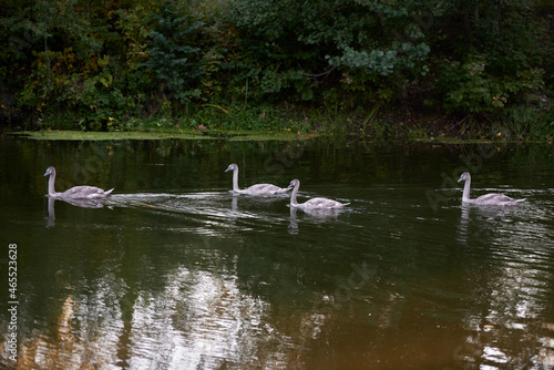 Young gray swans on the lake  copy space. Swan bird family outdoors. Goose