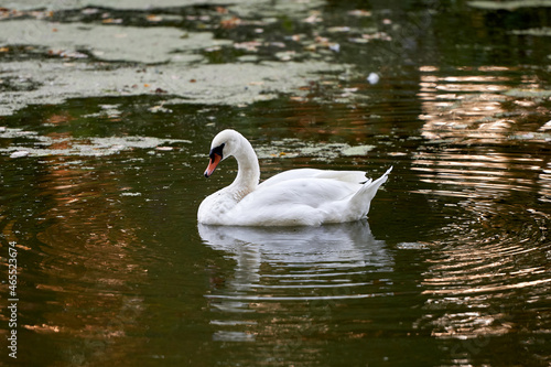 Single white swan on the lake  copy space. Swan bird outdoors. Goose