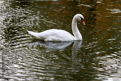 Single white swan on the lake  copy space. Swan bird outdoors. Goose