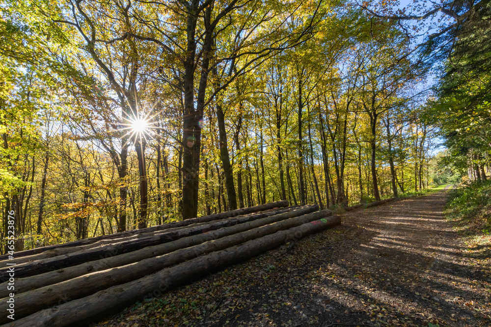 Laubwald im Herbst bei Sonnenuntergang