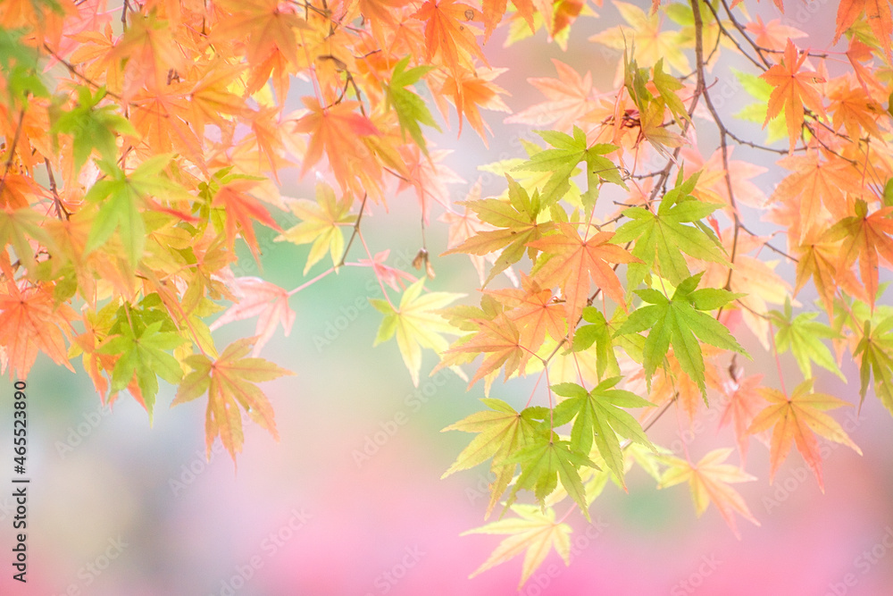 可愛いモミジ 可愛いモミジ