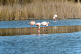 Pink flamingos in a pond in the Camargue near Saintes Maries de la Mer