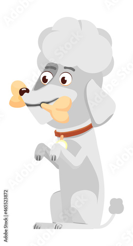 White poodle with bone. Cute cartoon puppy character