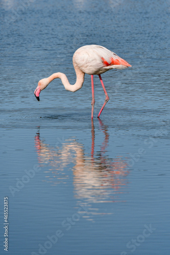 Reflection of a flamingo in a pond in the Camargue. Saintes Maries.