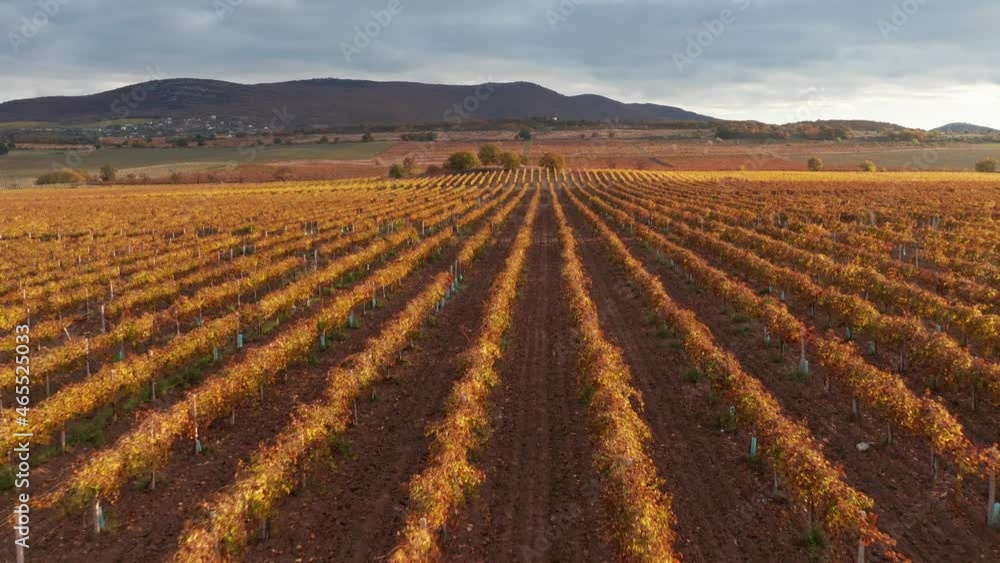 Aerial nature 4K video. Flight over vineyard meadow. Agriculture industry scene. Autumn season time. Aerial nature 4K video. Flight over vineyard meadow. Agriculture industry scene. Autumn season time.