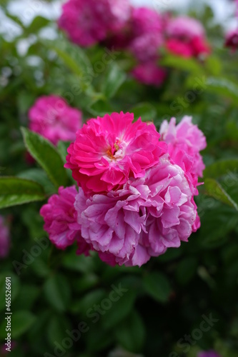 pink flower