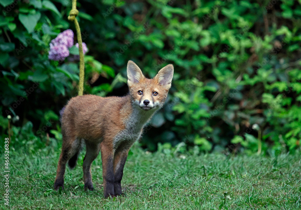 Obraz premium Fox cubs exploring and playing in the garden