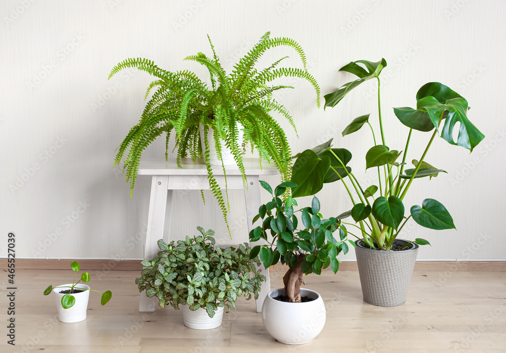 houseplants fittonia, monstera, nephrolepis and ficus microcarpa ginseng in  white flowerpots Stock Photo | Adobe Stock