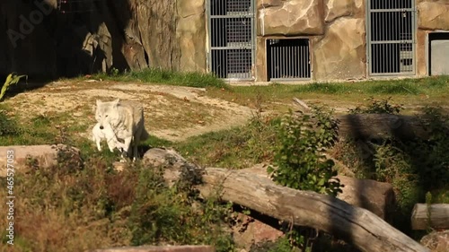 White wolf, Alaskan tundra wolf with rabbit in mouth at zoo, wild predator footage