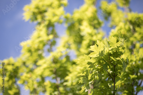 Green leaves