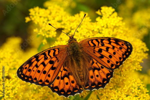 High Brown Fritillary (Fabriciana adippe) Butterfly  photo