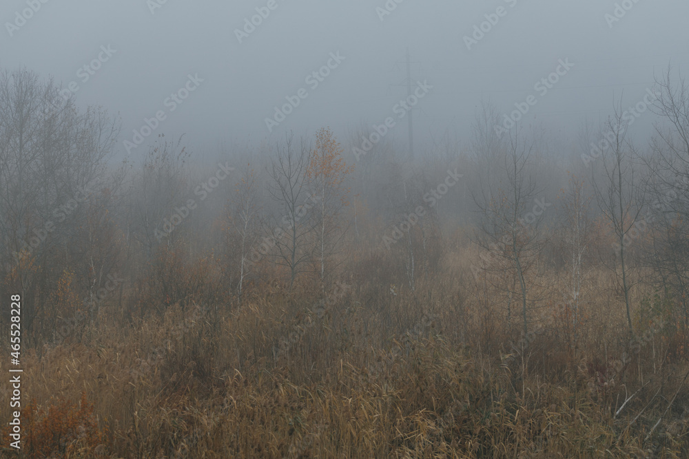 Autumn forest in fog with fallen leaves