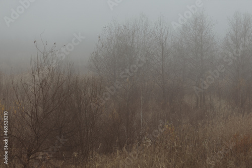 Autumn forest in fog with fallen leaves