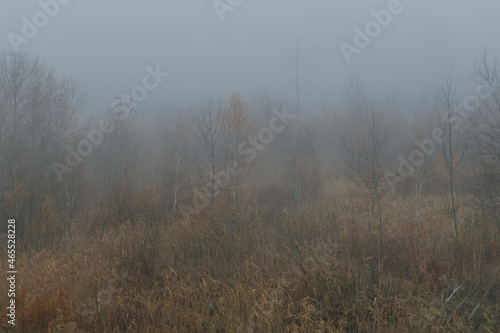 Autumn forest in fog with fallen leaves